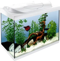 Tetra Aquarium Tetra Aquarium Starter Line LED 80 L wei&szlig; wei&szlig;