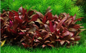 Tropica Aquariumpflanze Alternanthera reineckii 'Mini'