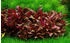 Tropica Wasserpflanzen im Becher, In-Vitro 1-2-Grow!