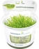 Dennerle Plants Taxiphyllum barbieri In-Vitro