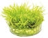 Dennerle Plants Taxiphyllum barbieri In-Vitro