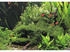 Dennerle Plants Taxiphyllum barbieri In-Vitro