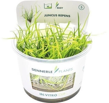 Dennerle Plants Juncus repens In-Vitro