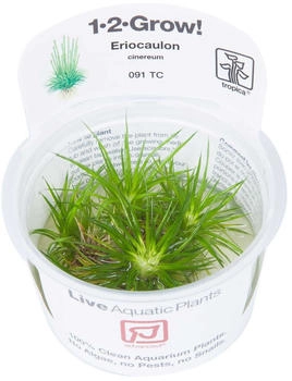 Tropica Eriocaulon cinereum Aquariumpflanze (091 TC)