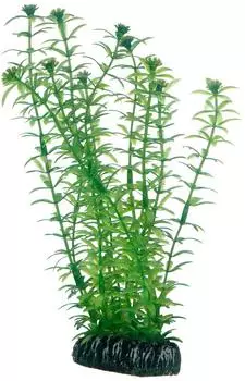 Hobby Lagarosiphon 20 cm