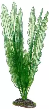 Hobby Aponogeton 39 cm