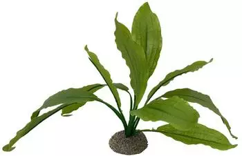 Aquadella Echinodorus 2 grün 24 cm