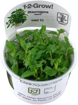 Tropica Staurogyne repens 1-2-Grow! InVitro