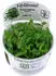 Tropica Wasserpflanzen im Becher, In-Vitro 1-2-Grow!