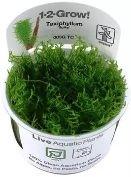 Tropica Taxiphyllum sp. 'Spiky Moss' - 1-2-Grow! InVitro