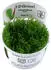Tropica Wasserpflanzen im Becher, In-Vitro 1-2-Grow!