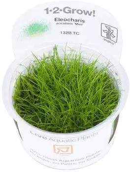 Tropica Bodendecker Eleocharis pusilla Mini