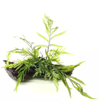 Dennerle Plants Bolbitis heudelotii 16 x 8 x 10 Centimeter Wurzel
