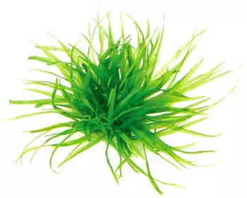 Dennerle Plants Blyxa japonica In-Vitro