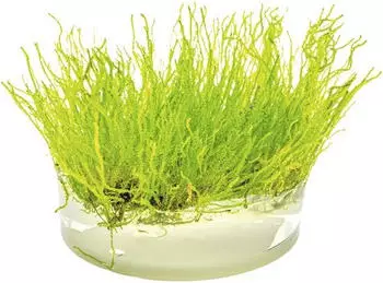 Dennerle Plants Taxiphyllum sp. 'Flammenmoos' In-Vitro