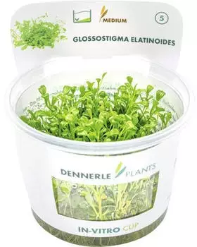 Dennerle Plants Glossostigma elatinoides In-Vitro
