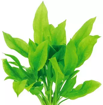 Dennerle Plants Echinodorus grisebachii 'Bleherae' Topf