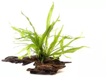 Dennerle Plants Microsorum pteropus 16 x 6 x 20 Centimeter Wurzel
