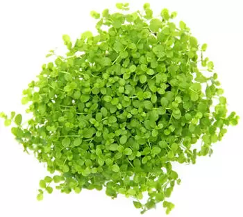 Dennerle Plants Micranthemum tweediei Topf