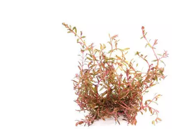 Dennerle Plants Rotala sp. 'H'Ra' Topf