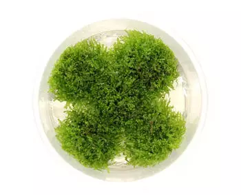 Dennerle Plants Riccardia chamedryfolia In-Vitro