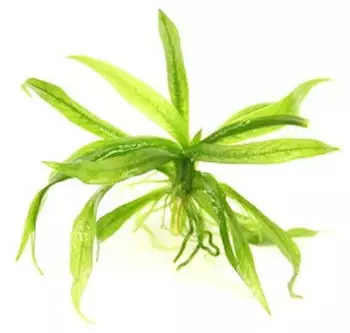 Dennerle Plants Helanthium bolivianum 'Quadricostatus' In-Vitro