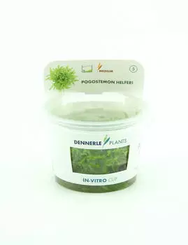 Dennerle Plants Pogostemon helferi In-Vitro