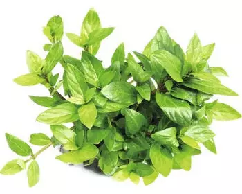 Dennerle Plants Staurogyne repens Topf