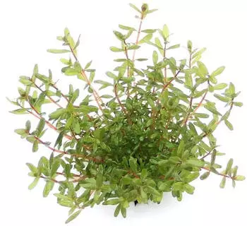 Dennerle Plants Rotala rotundifolia 'Laos' Topf