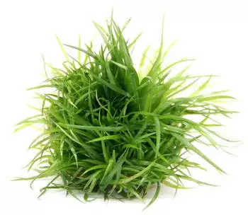 Dennerle Plants Eriocaulon cinereum In-Vitro