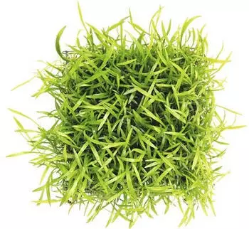Dennerle Plants Lilaeopsis brasiliensis 9 x 9 Centimeter Pad