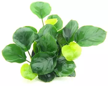 Dennerle Plants Anubias barteri ´Coin Leaf´ Topf