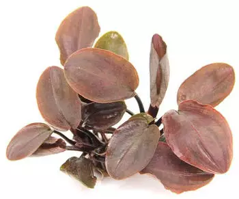 Dennerle Plants Lagenandra meeboldii 'rot' Topf