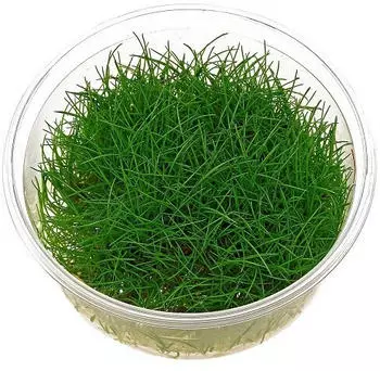Dennerle Plants Eleocharis pusilla In-Vitro