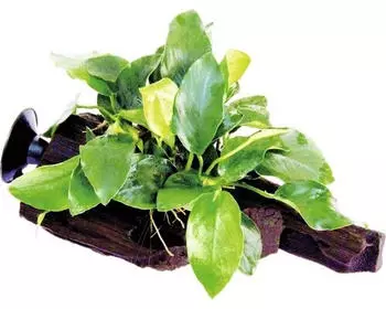 Dennerle Plants Anubias barteri var. Nana 15 x 5 x 11 Centimeter Saugwurzel