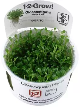 Tropica Glossostigma elatinoides 1-2-Grow! InVitro