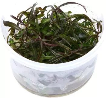 Tropica Hygrophila lancea 'Araguaia' - 1-2-Grow! InVitro