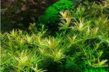 Tropica Rotala rotundifolia 'H'ra' - 1-2-Grow! InVitro