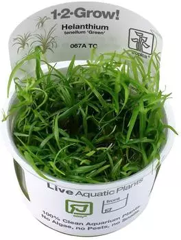 Tropica Helanthium tenellum 'Green' CUP 1 Stk