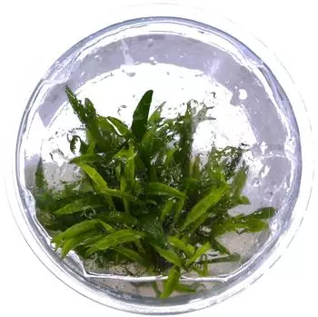 Tropica Cryptocoryne crispatula 1-2-Grow! InVitro
