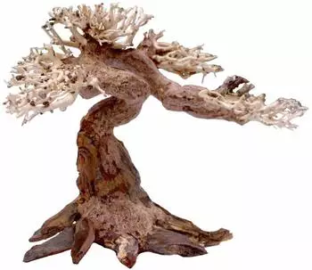 Amtra Holz Oriental WIND 5 SM