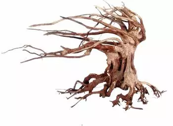 Amtra Holz Oriental WIND 6 MD