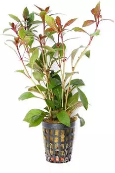 Dennerle Plants Ludwigia repens 'rubin' Topf