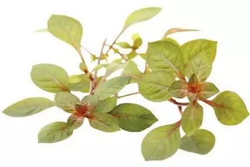 Dennerle Plants Ludwigia sp. 'superrot' Topf