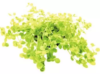Dennerle Plants Micranthemum umbrosum Topf