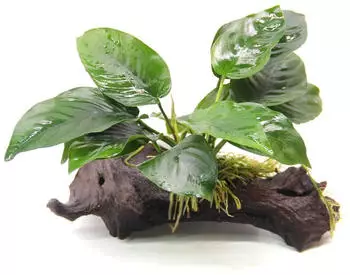 Dennerle Plants Anubias barteri 16 x 5 x 16 Centimeter Saugwurzel