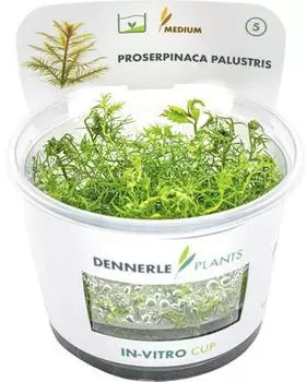 Dennerle Plants Proserpinaca palustris In-Vitro