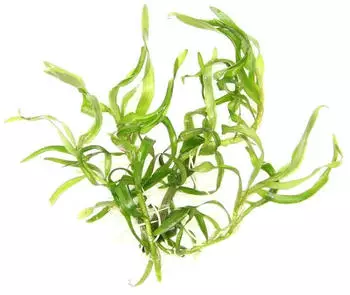 Dennerle Plants Heteranthera zosterifolia In-Vitro