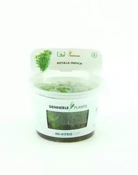 Dennerle Plants Rotala indica In-Vitro