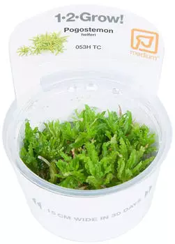 Tropica Pogostemon helferi 1-2-Grow! InVitro
